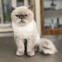 پیرایش حیوانات خانگی، پیرایش پت|خدمات پیشه و مهارت|مشهد, فارغ التحصیلان|دیوار