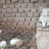 بچه خرگوش لوپ