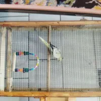 یک عروس هلندی گم شده