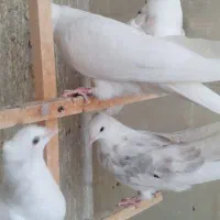 جوجه کفتر سرور کاکلی پاپر|پرنده|کرج, شهرک فهمیده|دیوار