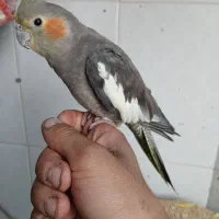 عروس هلندی کاملا اهلی