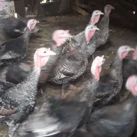 بوقلمون محلی2022