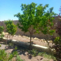 باغچه-900-متری-چهار-دیواری-لنگرود-قم