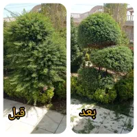 باغبان حرفه ای