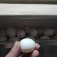 تخم کفتر تازه