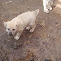 واگذاری چهارعدد توله سگ ماده|سگ|عجب شیر, |دیوار