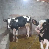 گوساله هولشتاین اصیل ۹ماهه