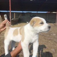 توله آلبای اصل