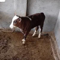 فروش گوساله پرواری