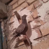 کبوتر .‌|پرنده|شیراز, کاراندیش|دیوار