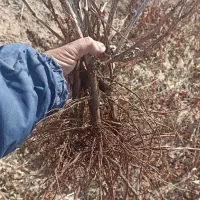 فروش نهال انگور