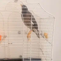 مرغ مینا افغانی