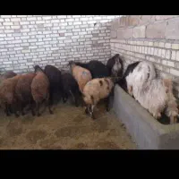 میش و بزغاله