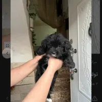 توله شیتزو کراس