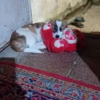 واگذار سگ رایگان.