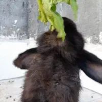 خرگوش لوپ|موش و خرگوش|مشهد, قائم|دیوار