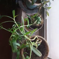 گلدان های گل بنفشه|گل و گیاه طبیعی|شاهین‌شهر, شهرک سایت|دیوار