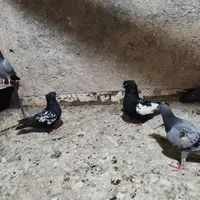 گل کبوتر پلاکی سینه مشکی  کفتر تهرانی بپر|حراج|لنجان, |دیوار