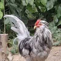 خروس جهت قربانی و پرورش و مرغ تخم گذار گلین و محلی