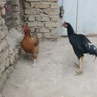 مرغ و خروس