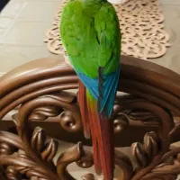 گرینچیک نر سر حال