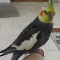 معاوضه عروس هلندی نر با ماده