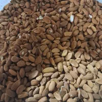 مغز بادام درختی ایرانی شیرین