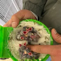 سهره قناری سرلاکی