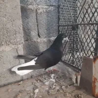 خوشرنگ سیاه نر