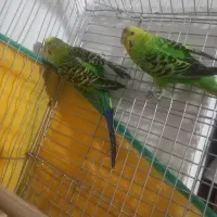 مرغ عشق  فوق مست سالم