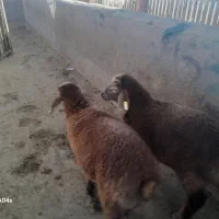 خریدوفروش بره شیری وبزغاله شیری