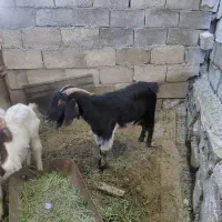 بز جوان سرحال