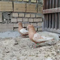 نرماده عروسک|پرنده|اندیمشک, |دیوار