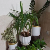 زاموفیلیا  یوکا    دلتا