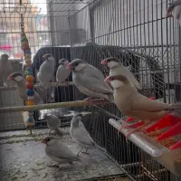 فنچ نرگسی شکلاتی