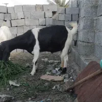 کهره|حیوانات مزرعه|رودخانه, |دیوار