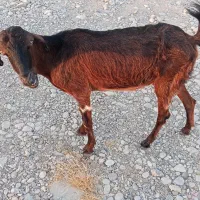کهر