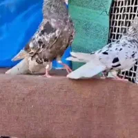 کوهی دمسفید عتیقه چاپی سینه طوقی دمبی کله اشعل