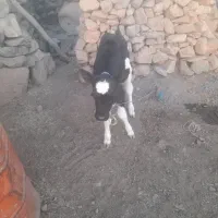 گاو و گوساله