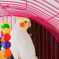 طوطی عروس هلندی لوتینو|پرنده|رشت, نخودچر|دیوار