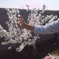کلیه امور باغبانی و خرید چوب