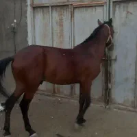کره نریون درشت وآروم|اسب و تجهیزات اسب‌سواری|مشهد, طلاب|دیوار