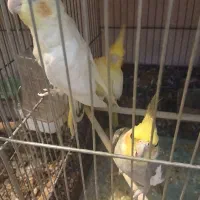 جوجه عروس هلندی نر|پرنده|رودهن, |دیوار