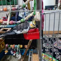 عروس هلندی رام