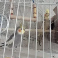 طوطی برزیلی و عروس هلندی