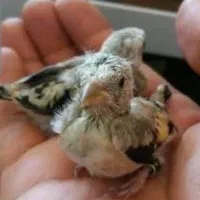 جوجه سهره کال
