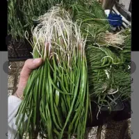 پیچک یا اندش برای فروش