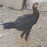 فروش  خروس لارس اصل ۶ ماهه