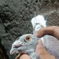 جفت نر بورمگس|پرنده|جزنیک, |دیوار