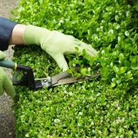 اجرای فضائ سبز گوارشکی